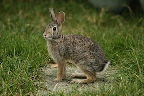 Conejo campo (1Unidad)