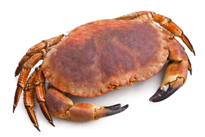 Buey de mar hembra vivo (Pieza 1 kg aprox)