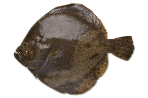 Rodaballo salvaje (Pieza 1,75 kg aprox)