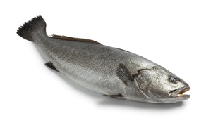 Corvina (Ración 250 gr aprox)