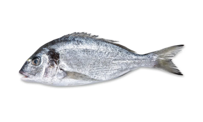 Dorada de Estero (Pieza 650 gr aprox)