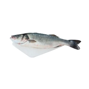 Lubina de Estero (Pieza 650 gr aprox)