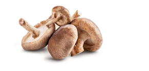 Seta Shiitake Extra Cuenca (Porción 500 gr)