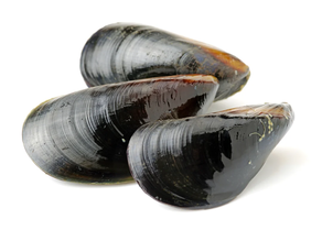 Mejillón de Galicia (Ración 500 gr)