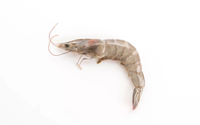 Langostino (Ración 500 gr)